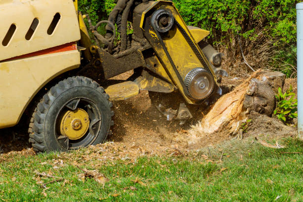 Best Dead Tree Removal  in Bryant, WA